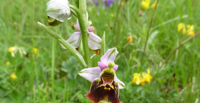 Hummel-Ragwurz (Ophrys holosericea)