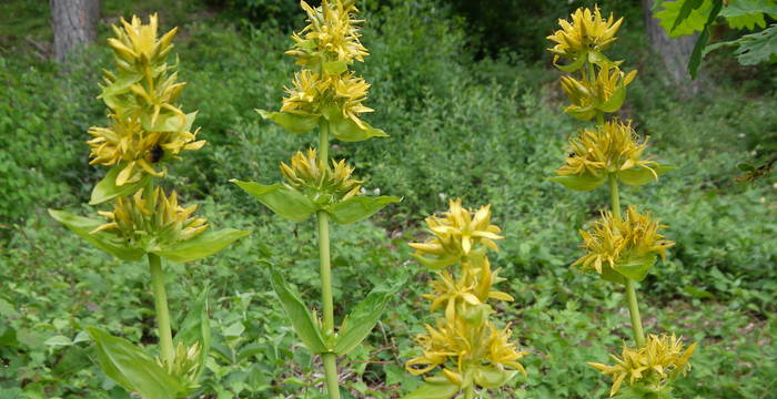 Gelber Enzian (Gentiana lutea) in Buckwiese