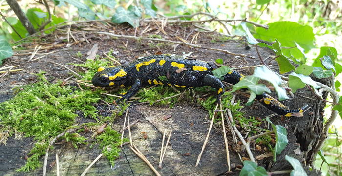 Feuersalamander (Salamandra salamandra) im Albärg
