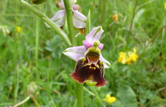 Hummelragwurz (Ophrys holosericea) im Laadel